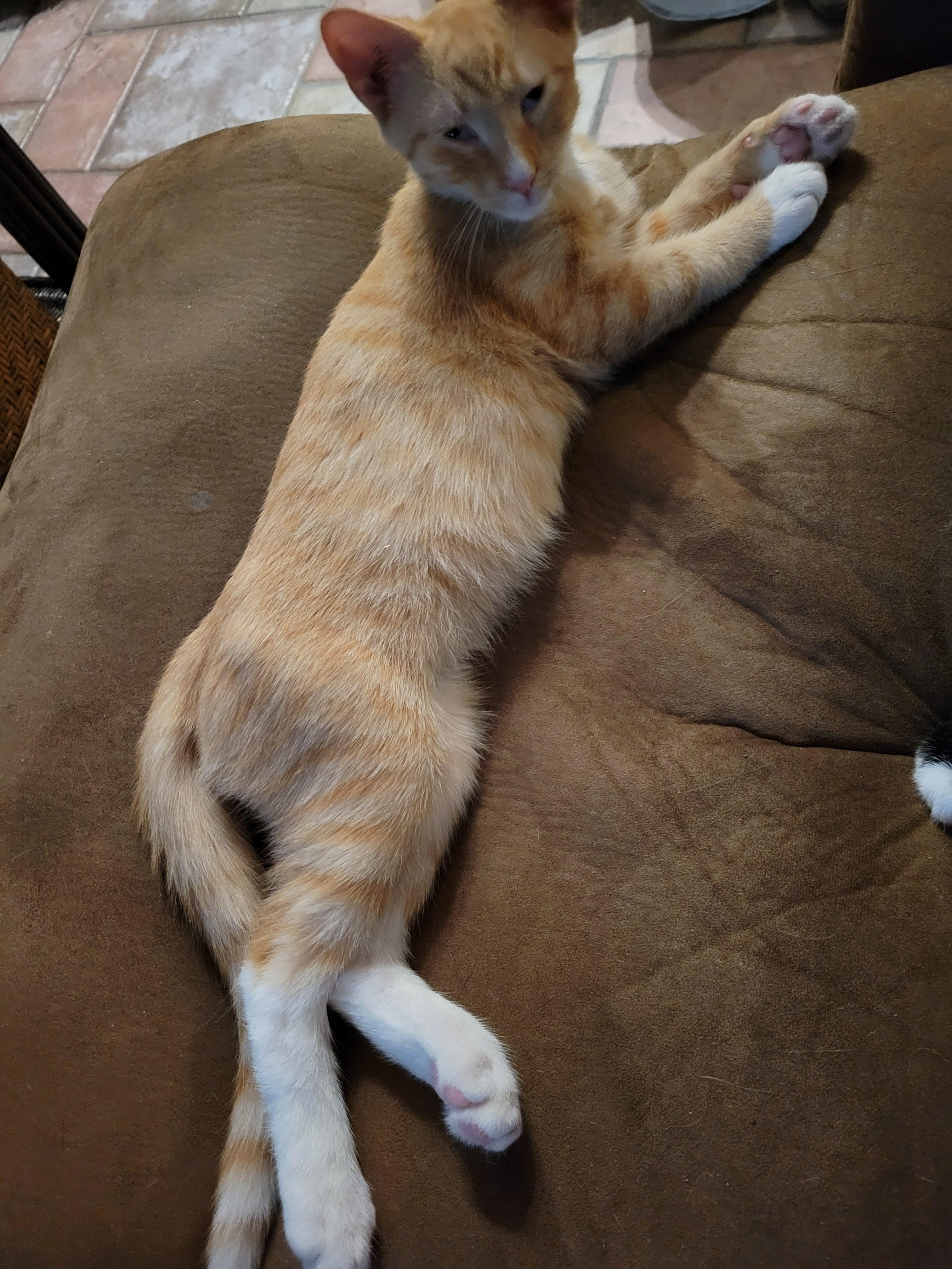 Enlarge Smarty Pants, a Adoptable mixed breed in Smithfield, VA image 2/3