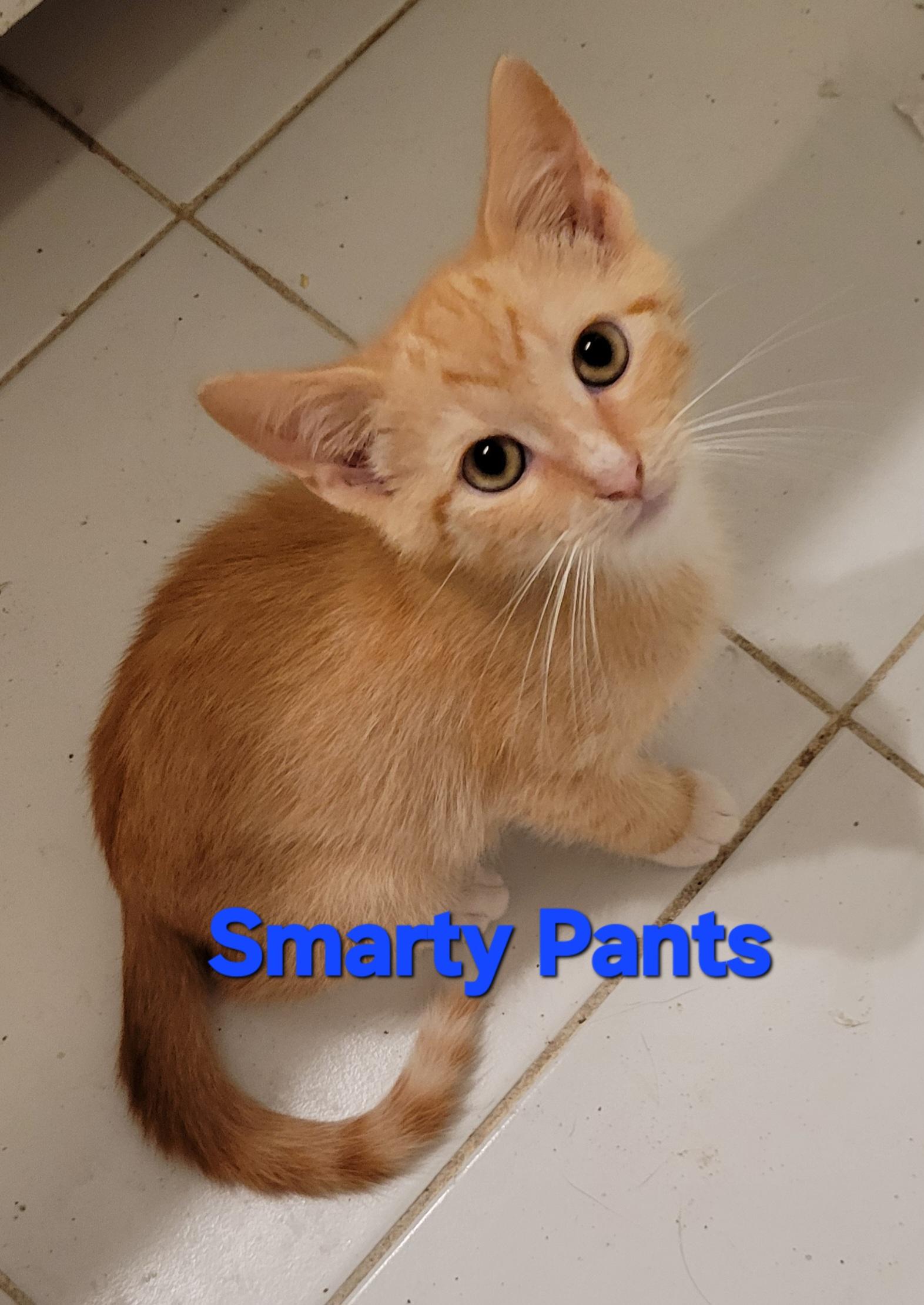 Smarty Pants, Adoptable, Young Male Domestic Short Hair.
