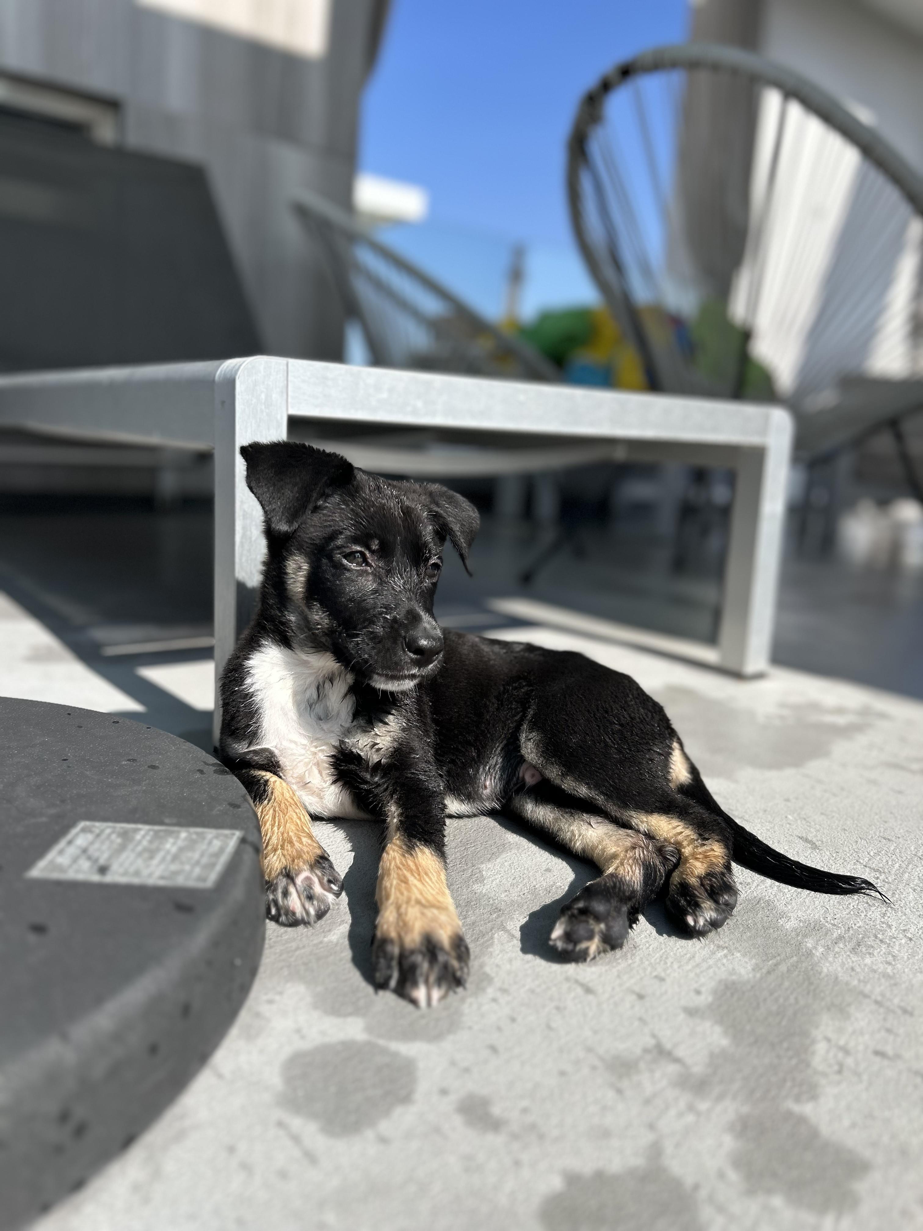 Chase, a Adopted mixed breed in Beverly Hills, CA image 3/6