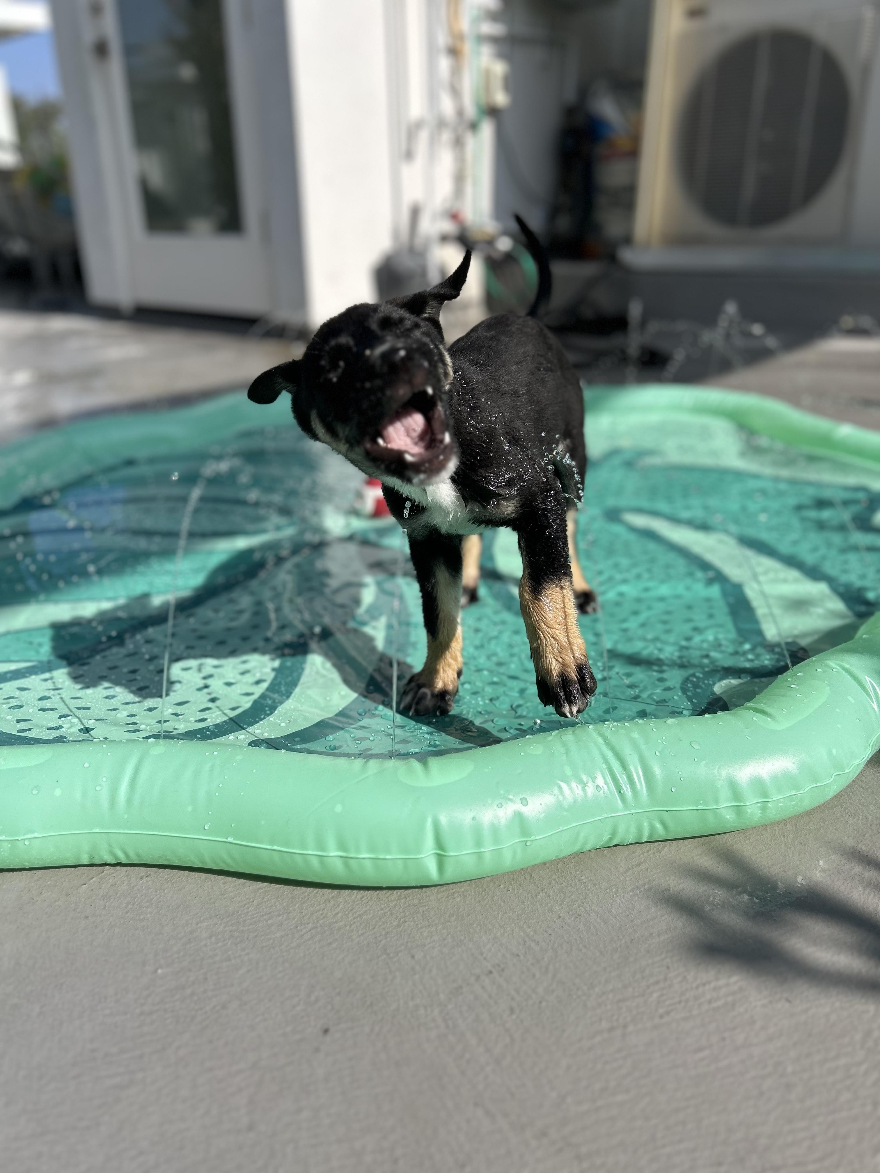 Chase, a Adopted mixed breed in Beverly Hills, CA image 6/6