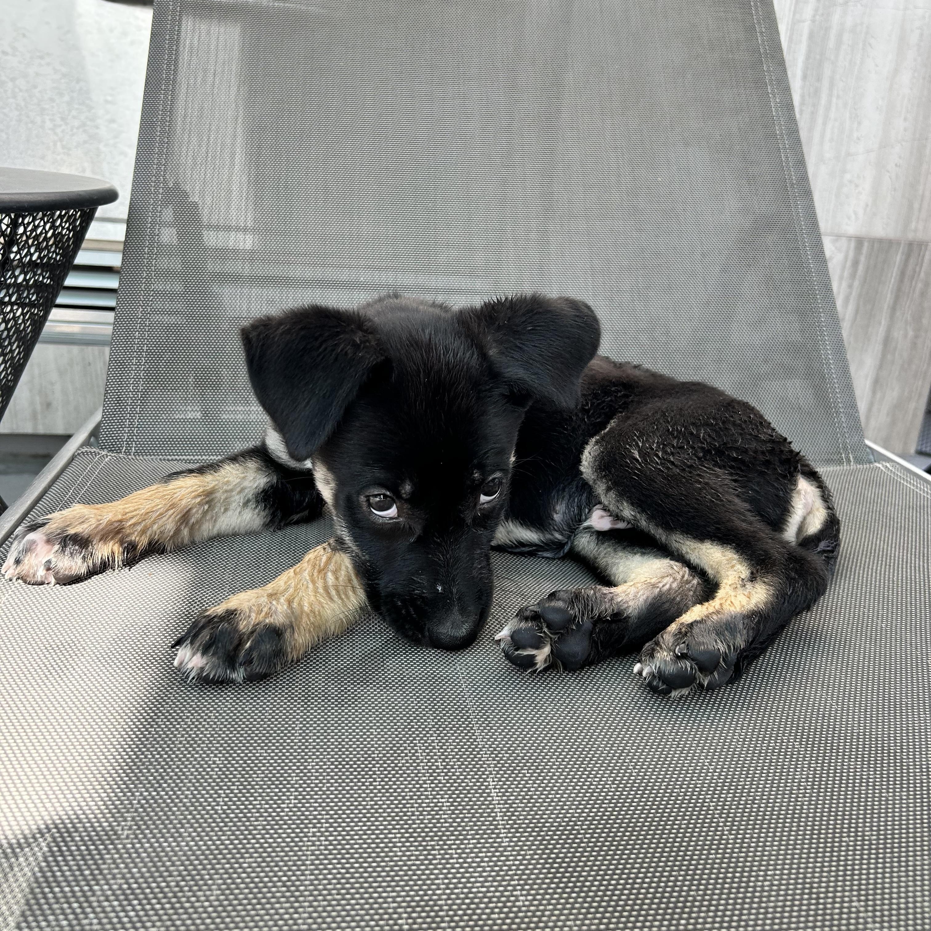 Chase, a Adopted mixed breed in Beverly Hills, CA image 1/6