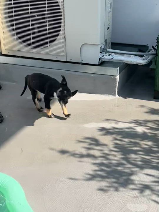 Enlarge Chase, a Adopted mixed breed in Beverly Hills, CA video 5/6