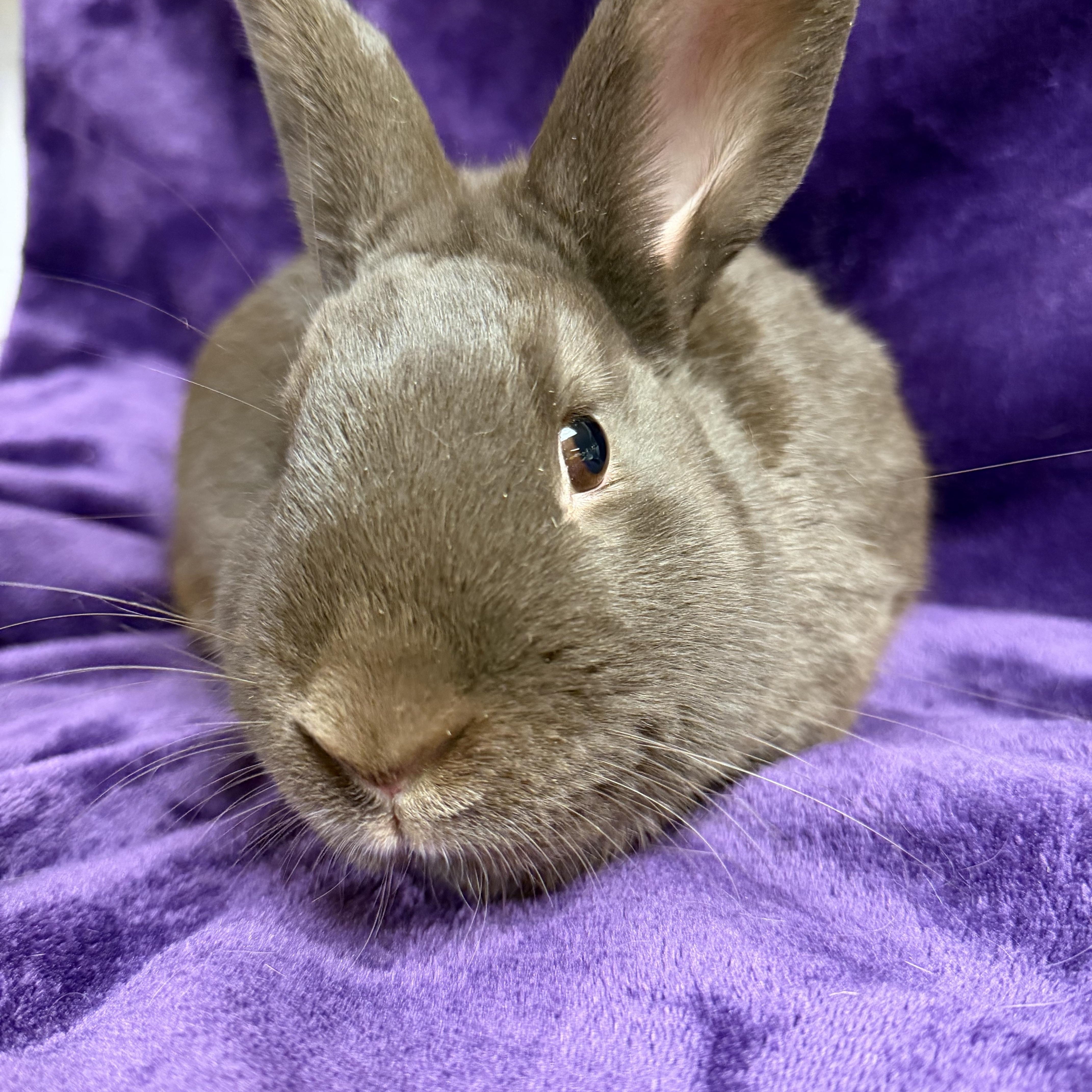 Hershey: video!!, a ADOPTABLE Havana in Edinburg, PA image 1/6