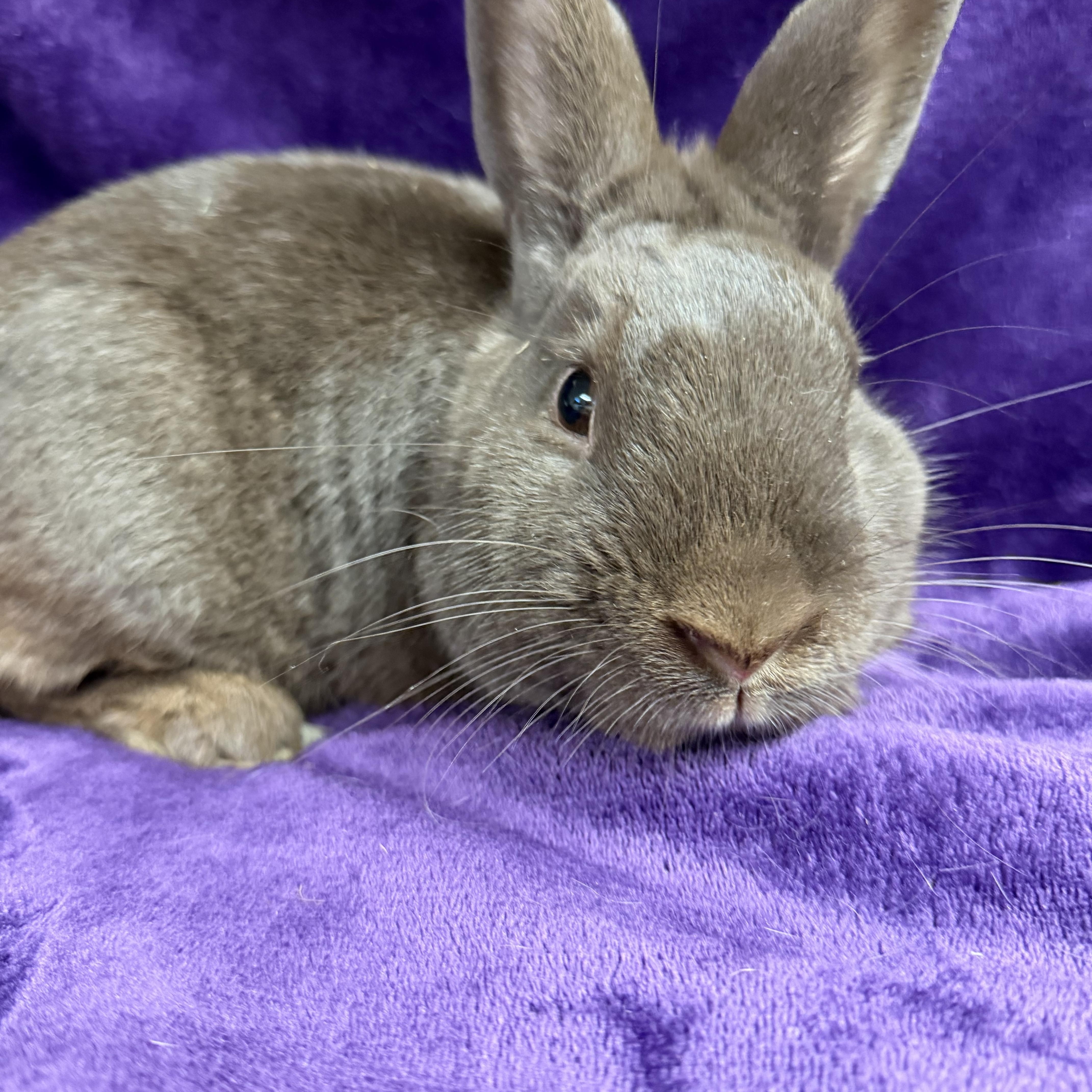 Hershey: video!!, a ADOPTABLE Havana in Edinburg, PA image 6/6