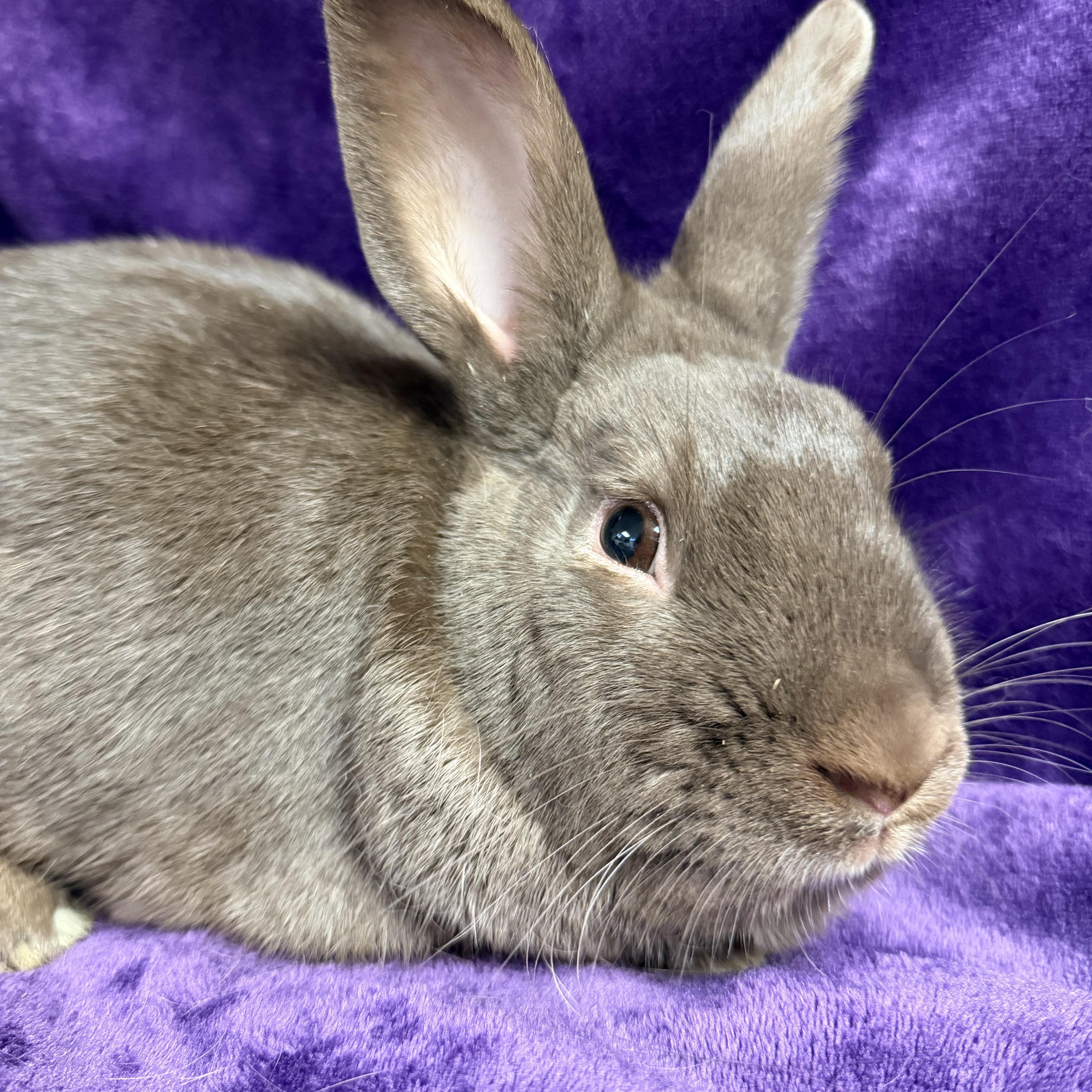 Hershey: video!!, a ADOPTABLE Havana in Edinburg, PA image 5/6