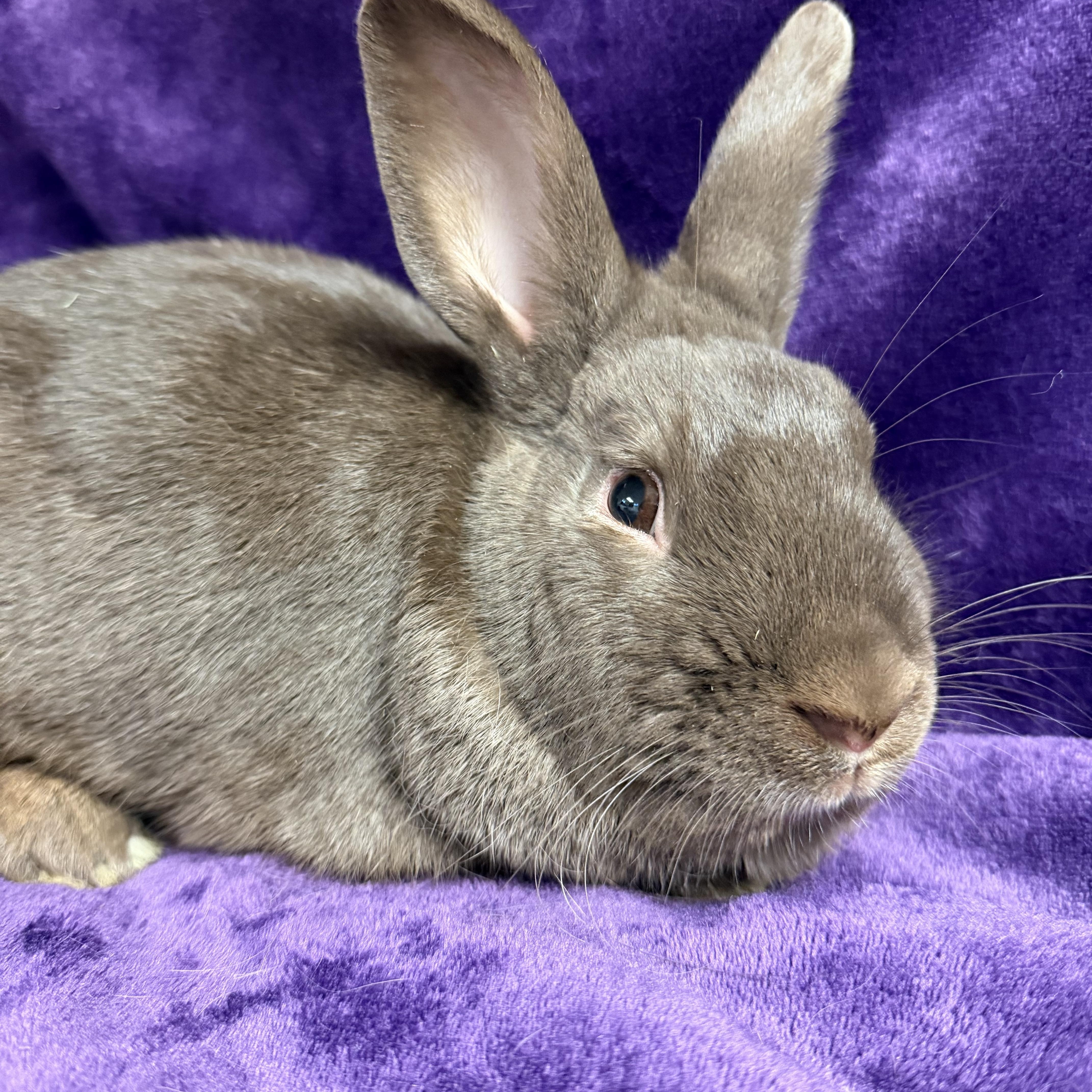 Hershey: video!!, a ADOPTABLE Havana in Edinburg, PA image 4/6