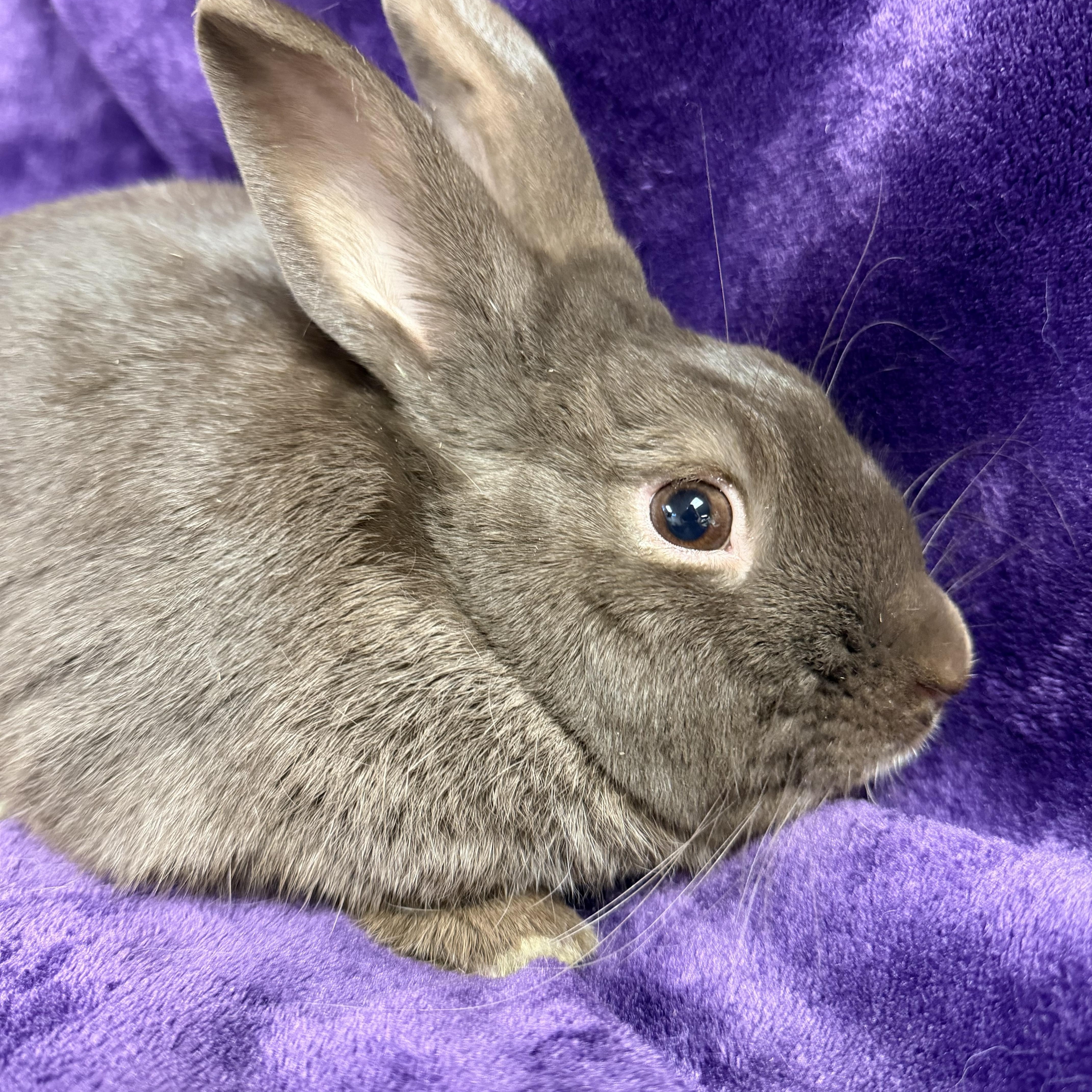 Hershey: video!!, a ADOPTABLE Havana in Edinburg, PA image 3/6