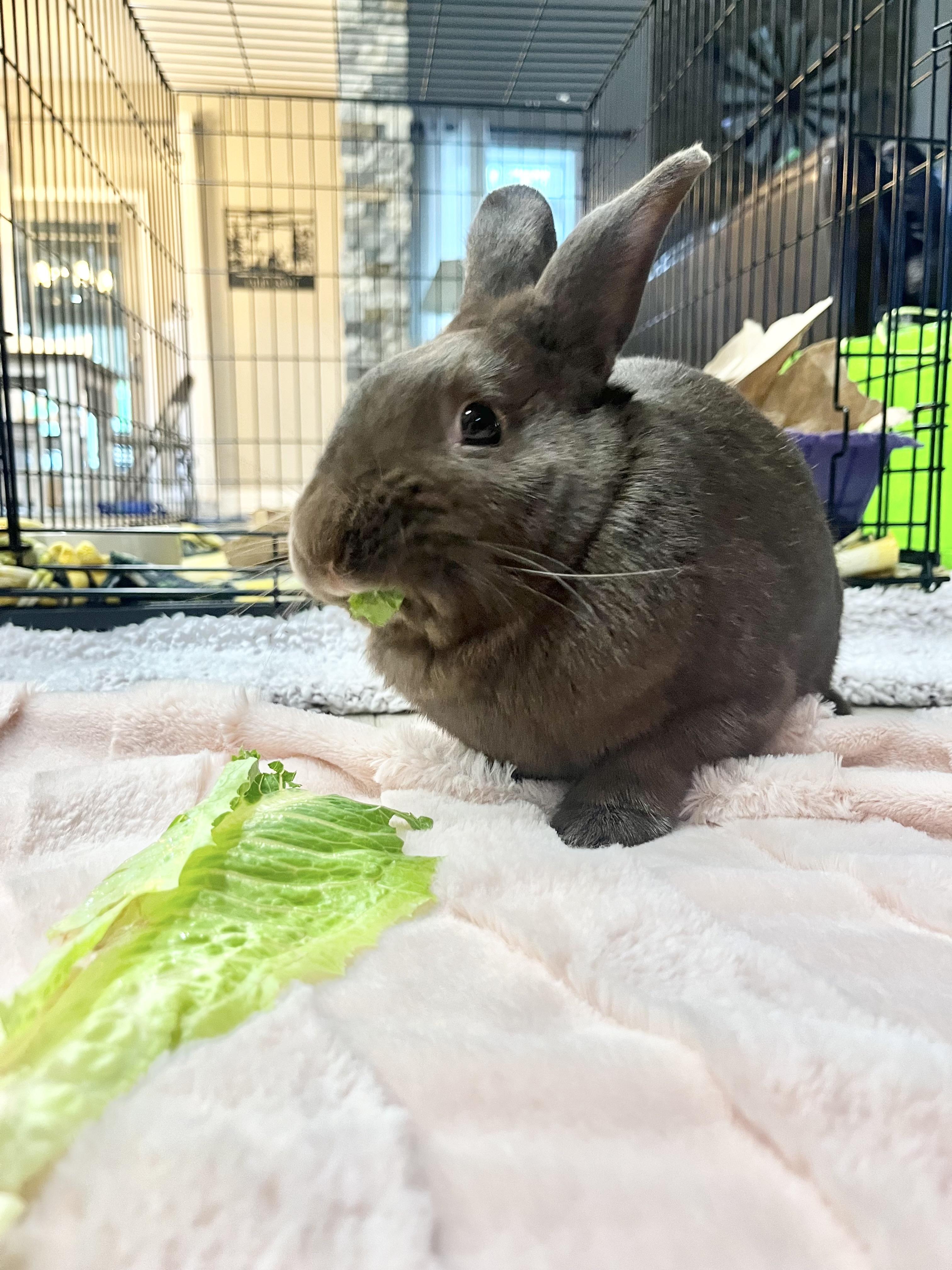 Hershey: featured pet!!, ADOPTABLE, Adult Male Havana.