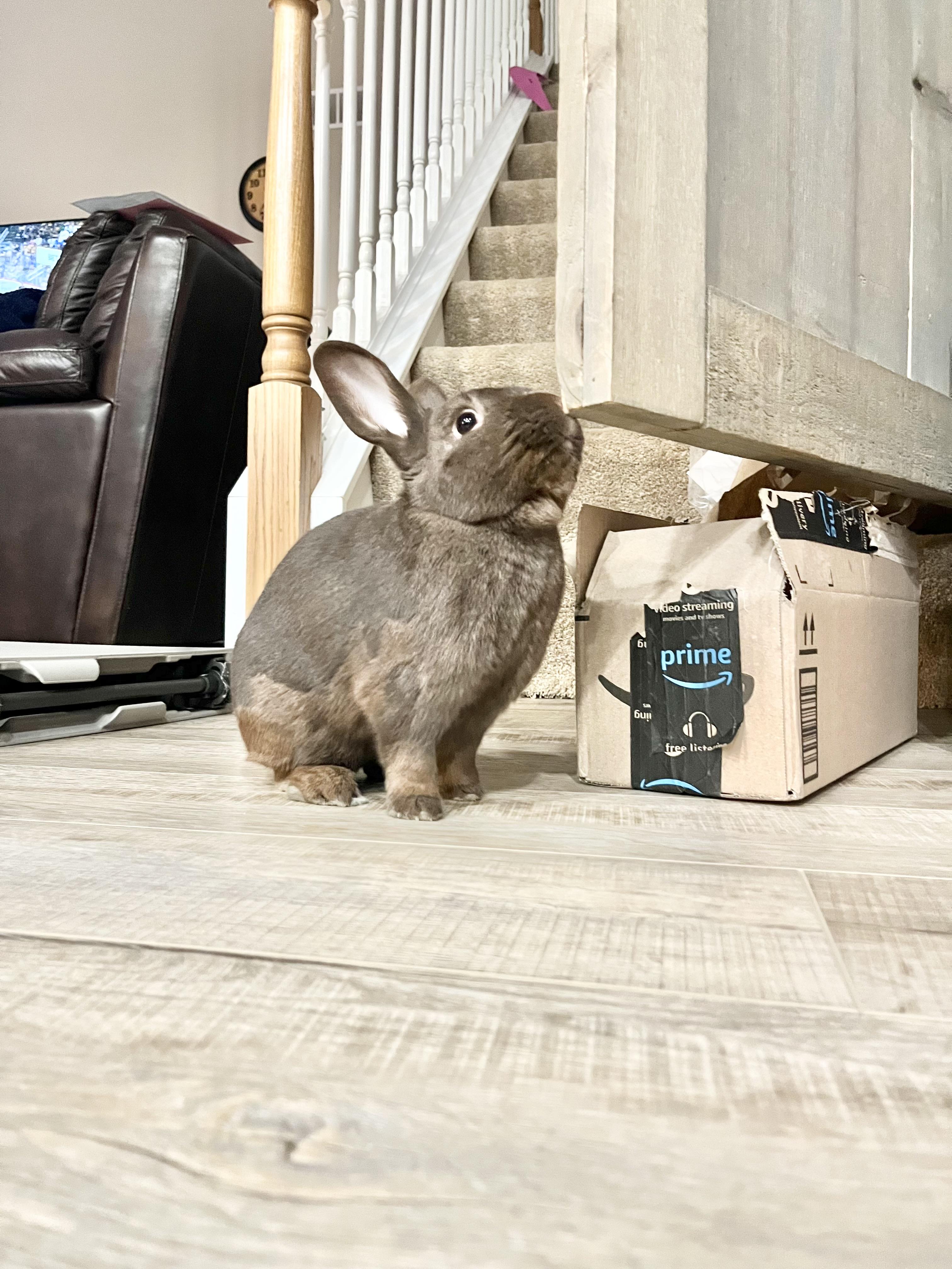 Enlarge Hershey: featured pet!!, a ADOPTABLE Havana in Edinburg, PA image 6/6