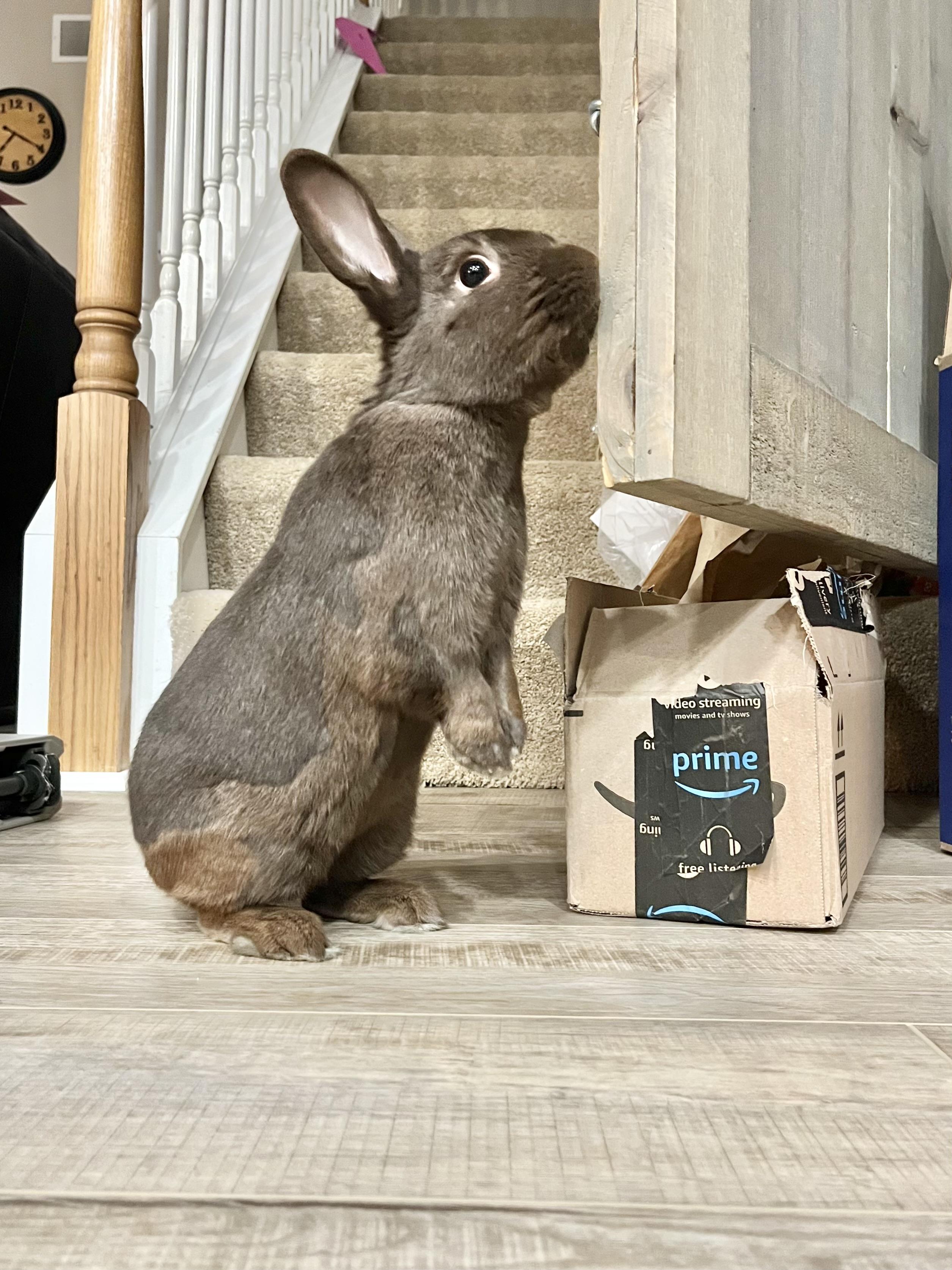 Enlarge Hershey: featured pet!!, a ADOPTABLE Havana in Edinburg, PA image 5/6