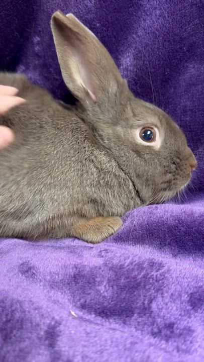 Enlarge Hershey: video!!, a ADOPTABLE Havana in Edinburg, PA video 2/6