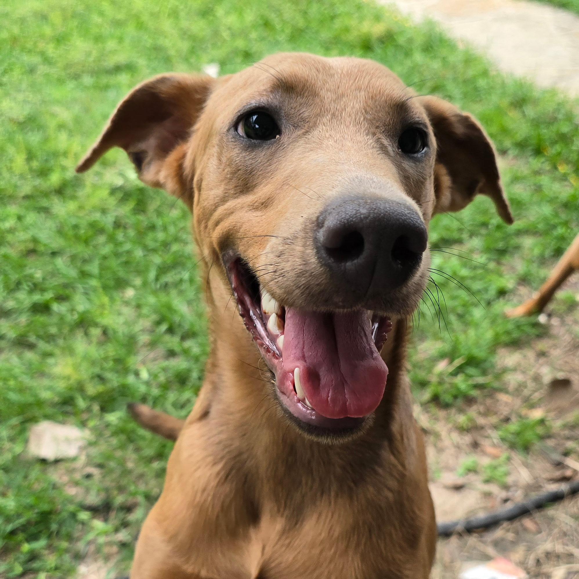 Enlarge Latte, an adoptable mixed breed in Houston, TX image 3/5