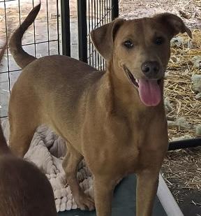 Latte, adoptable, Young Female Vizsla & Rhodesian Ridgeback.