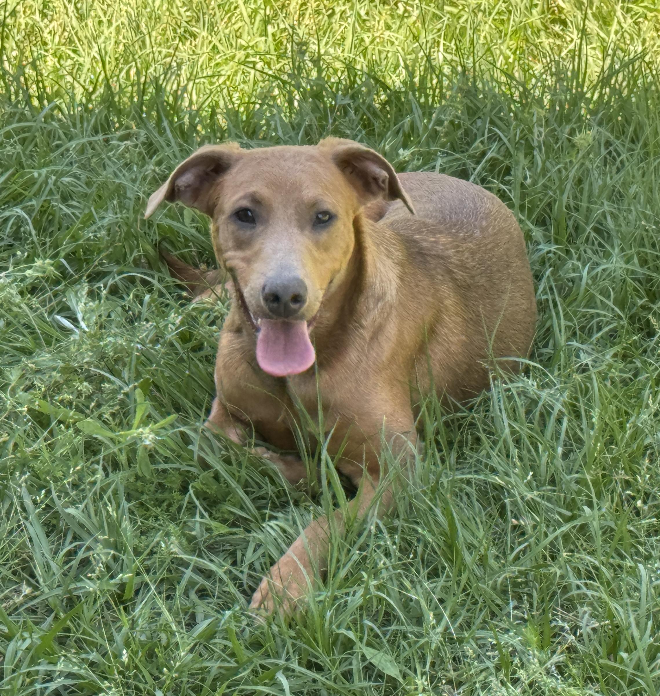Enlarge Latte, an adoptable mixed breed in Houston, TX image 2/5