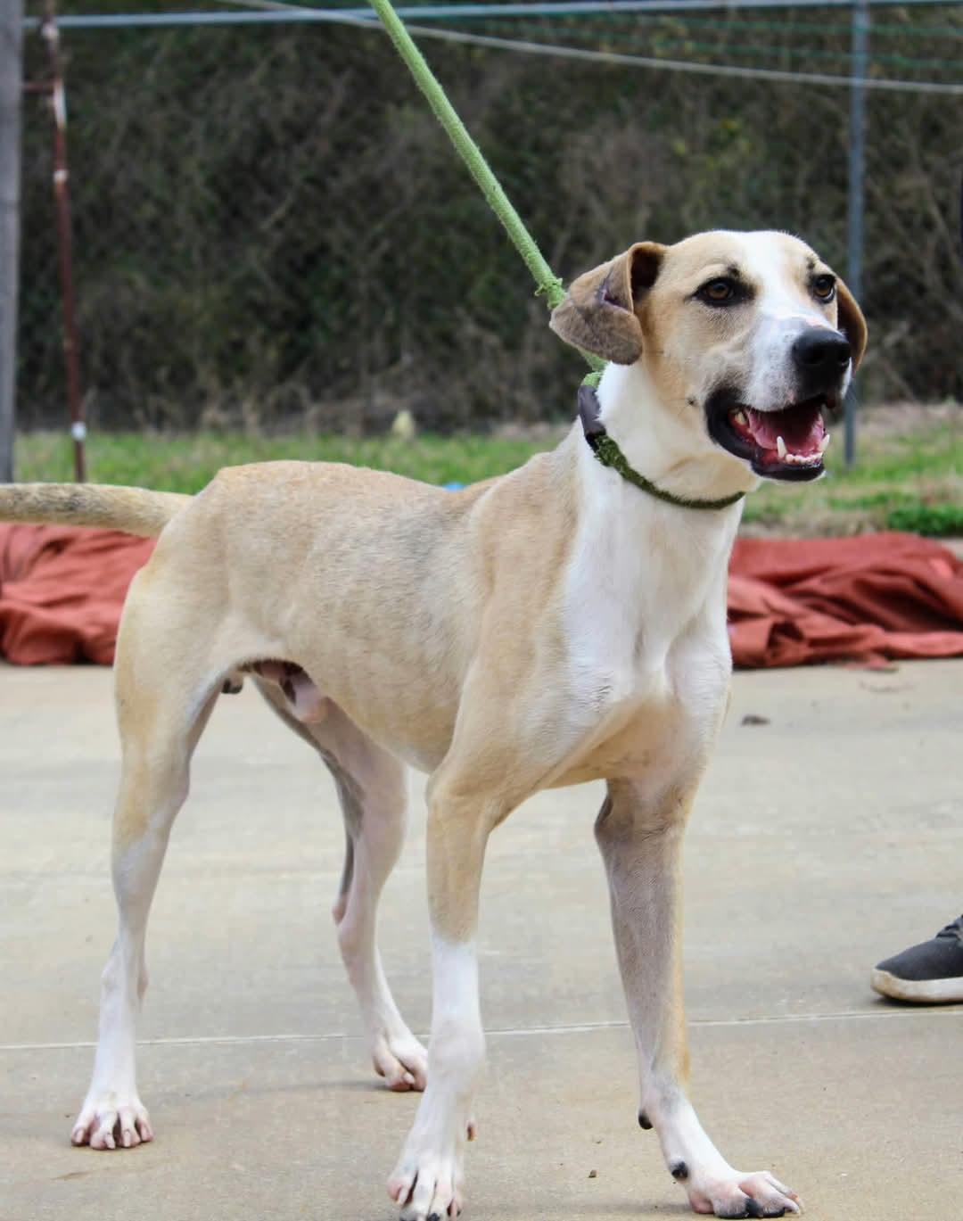 Enlarge Isaiah, a Adoptable mixed breed image 1/1