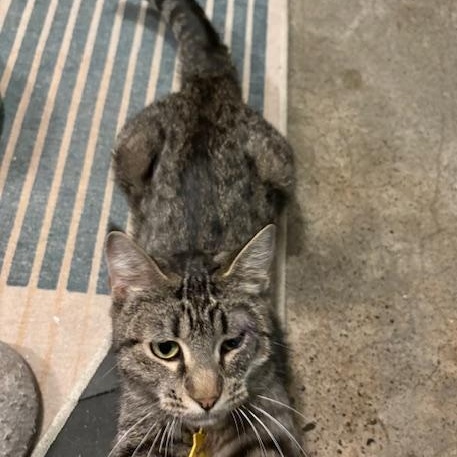 Enlarge Easter the lap cat, a Adoptable mixed breed in Portland, OR image 2/4