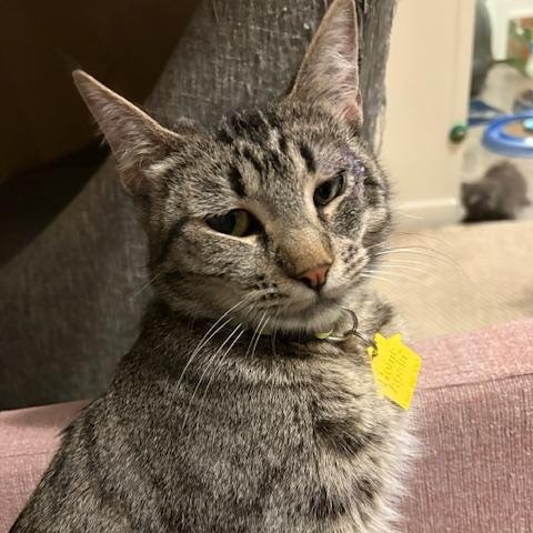 Enlarge Easter the lap cat, a Adoptable mixed breed in Portland, OR image 3/4