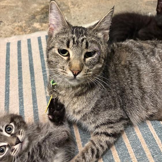 Enlarge Easter the lap cat, a Adoptable mixed breed in Portland, OR image 1/4