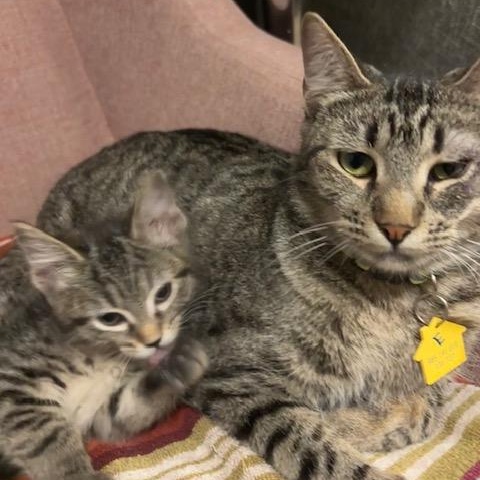 Enlarge Easter the lap cat, a Adoptable mixed breed in Portland, OR image 4/4