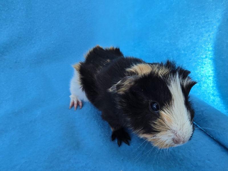 Gumbo, Adoptable, Baby Female Guinea Pig.