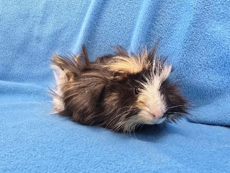 Enlarge Gumbo, a Adoptable Guinea Pig in Baton Rouge, LA image 3/3