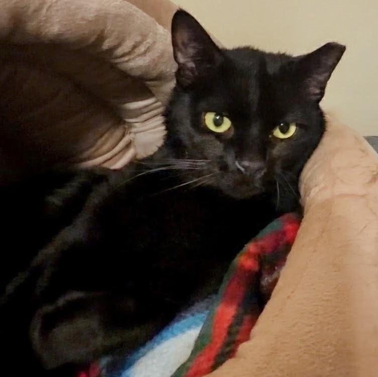 Monty, ADOPTABLE, Adult Male Bombay.