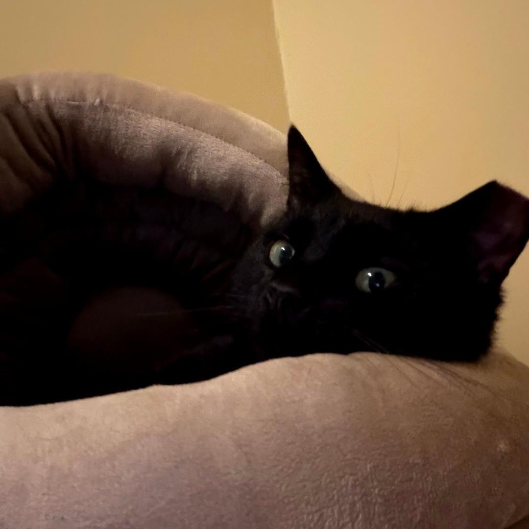 Enlarge Monty, a ADOPTABLE Bombay in Maple Shade, NJ image 2/2