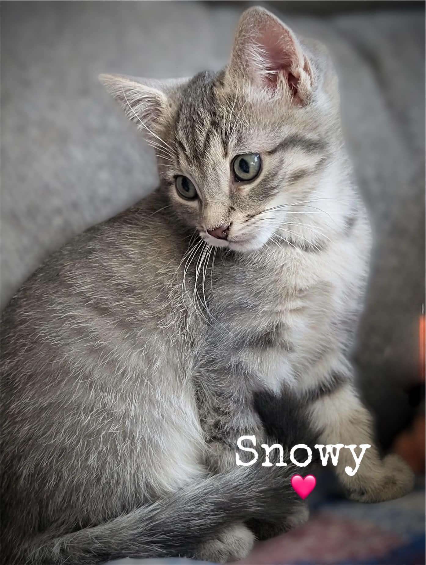 Enlarge Snowy, a Adoptable Domestic Short Hair in Dansville, NY image 1/1