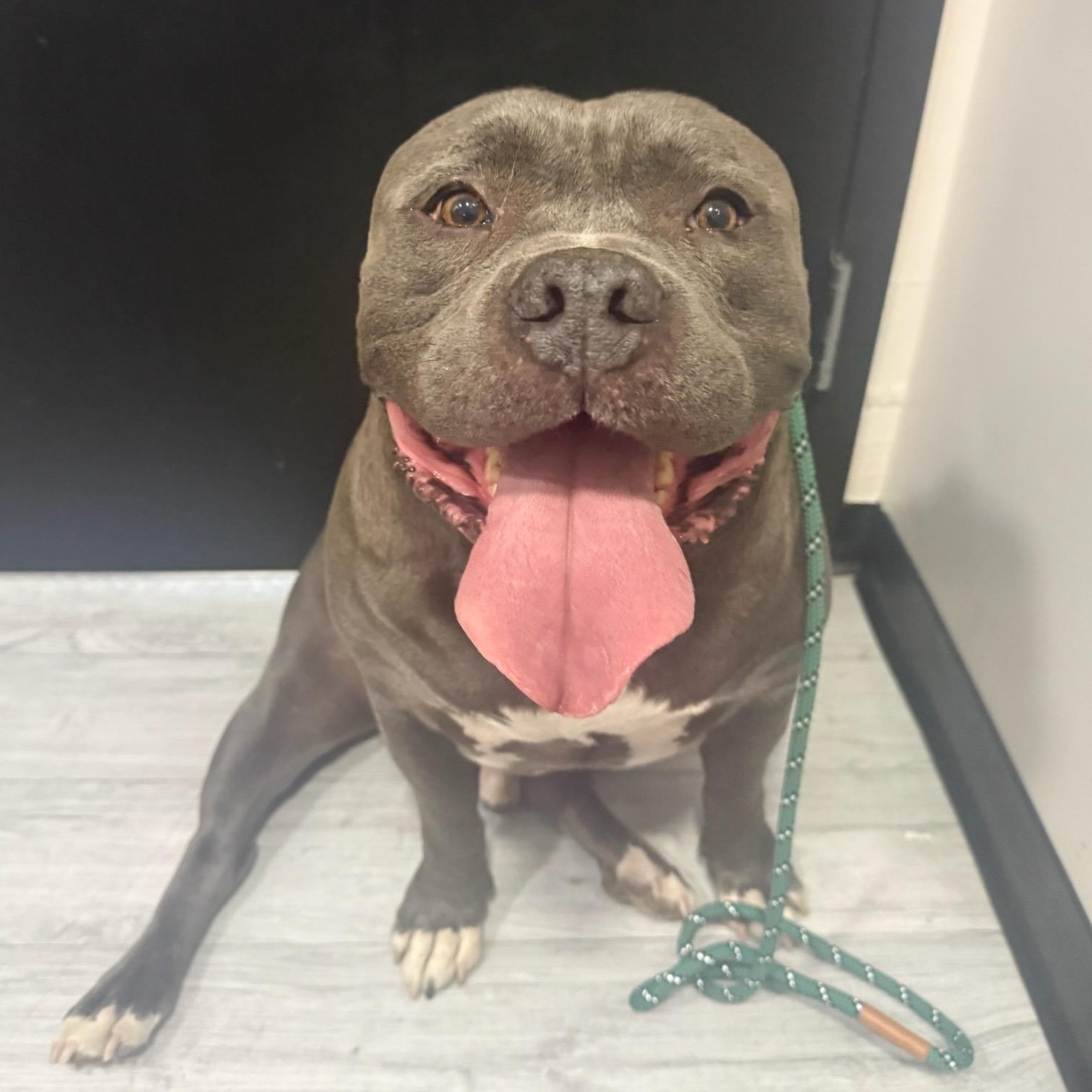 Enlarge Blue, a ADOPTABLE mixed breed in Wayne, NJ image 1/1