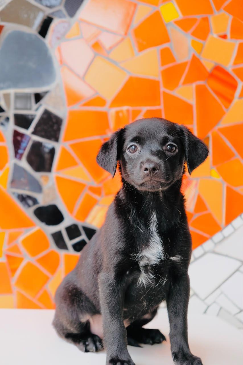 Focaccia, Adoptable, Puppy Female Beagle & Black Labrador Retriever.
