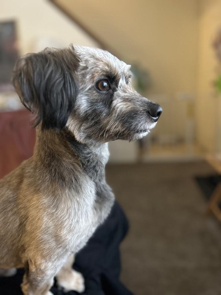 Carlos, a ADOPTABLE mixed breed in Columbia, MO image 2/5