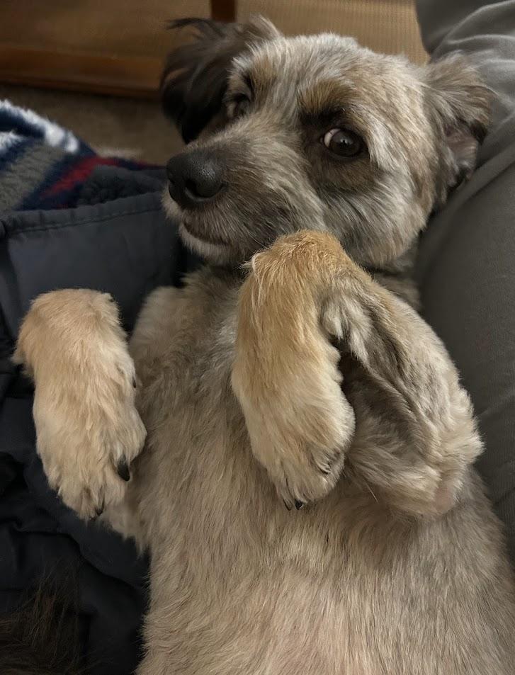 Carlos, a ADOPTABLE mixed breed in Columbia, MO image 1/5