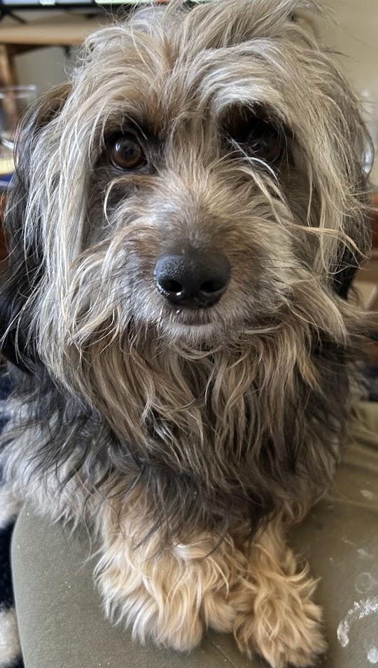 Carlos, a ADOPTABLE mixed breed in Columbia, MO image 5/5