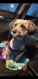 Carlos, a ADOPTABLE mixed breed in Columbia, MO image 4/5