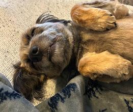 Carlos, a ADOPTABLE mixed breed in Columbia, MO image 3/5