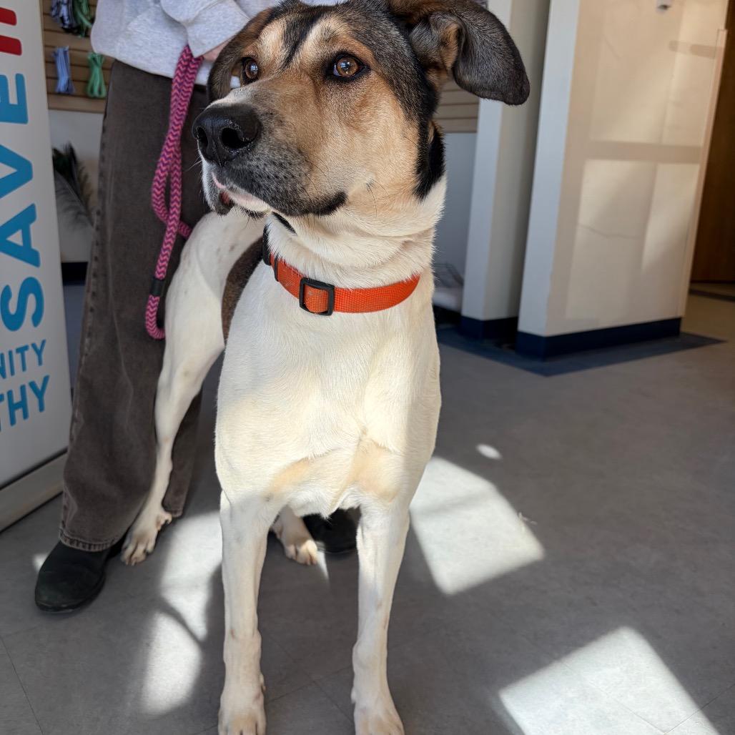 Mister Man, Adoptable, Adult Male Smooth Collie & Hound.