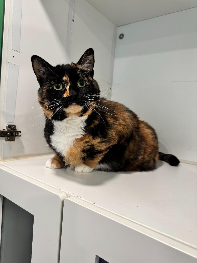 Enlarge Pumpkin, a Adoptable mixed breed in Lunenburg, VT image 1/2