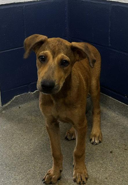 Dino - 3 Months, Adopted, Young Male Mountain Cur.