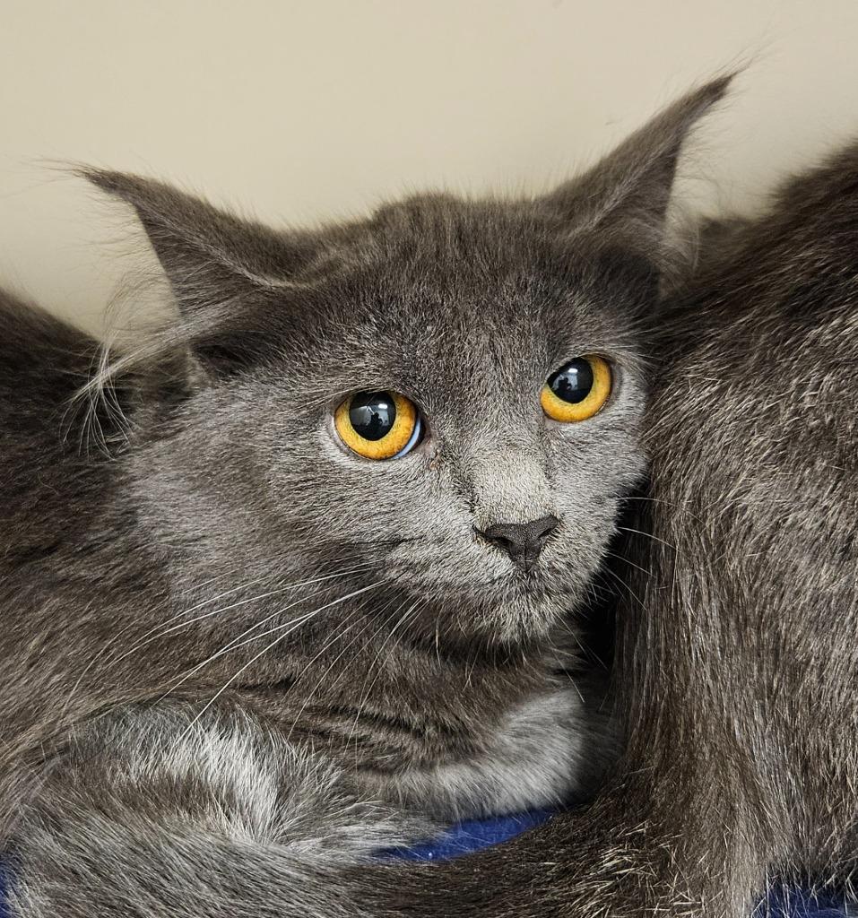 Enlarge Gillian, a Adoptable mixed breed in Bloomington, IN image 1/2
