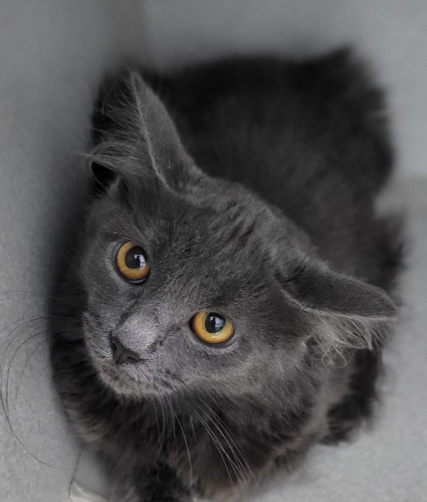 Enlarge Gillian, a Adoptable mixed breed in Bloomington, IN image 2/2
