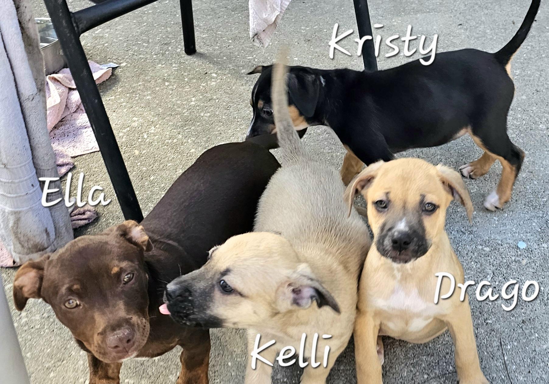 Enlarge Drago, a ADOPTABLE mixed breed in Weeki Wachee, FL image 5/5