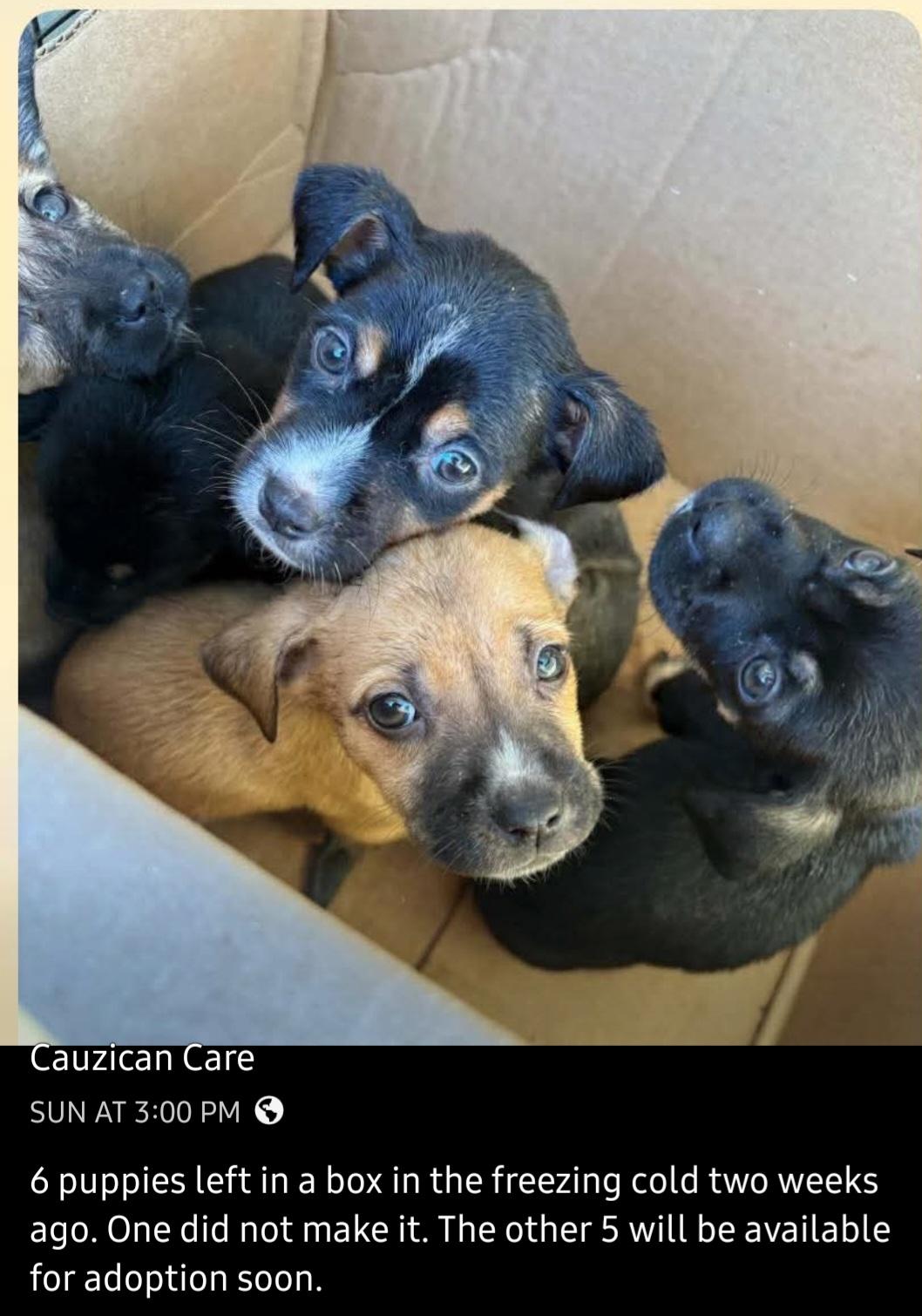 Enlarge Drago, a ADOPTABLE mixed breed in Weeki Wachee, FL image 2/5