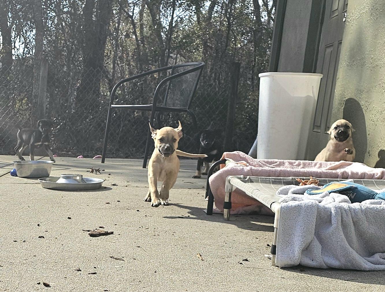 Drago, ADOPTABLE, Puppy Male German Shepherd Dog & Yellow Labrador Retriever.