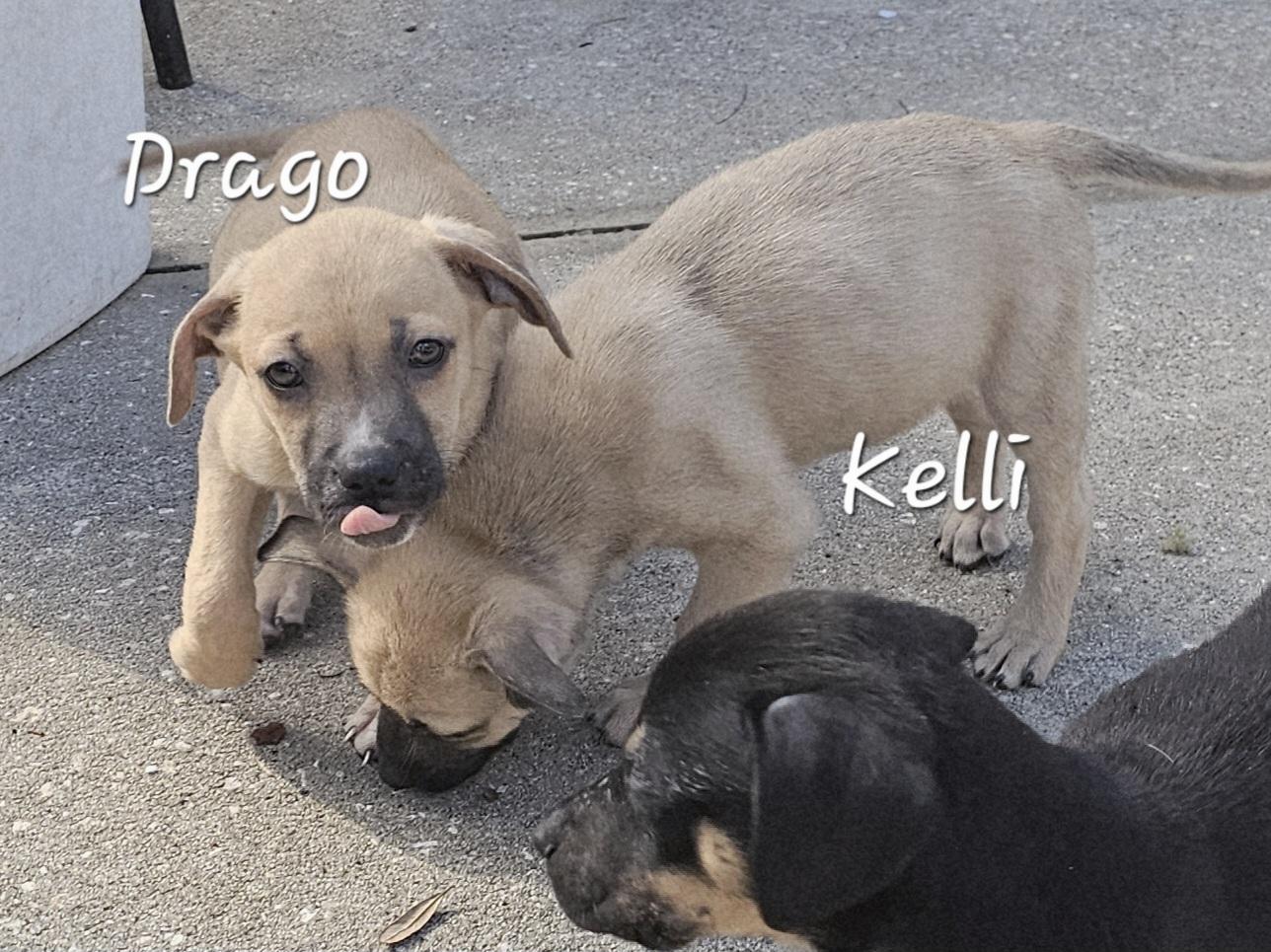 Enlarge Drago, a ADOPTABLE mixed breed in Weeki Wachee, FL image 3/5