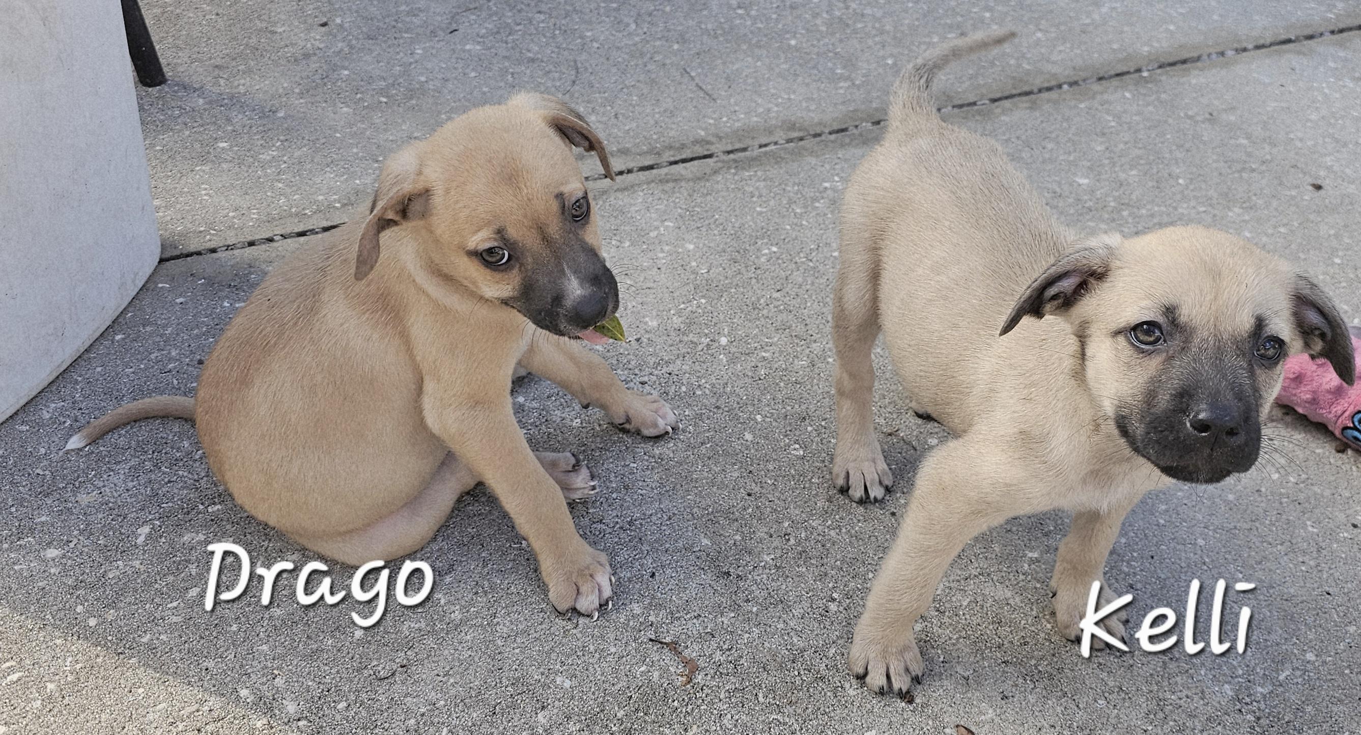 Enlarge Drago, a ADOPTABLE mixed breed in Weeki Wachee, FL image 4/5