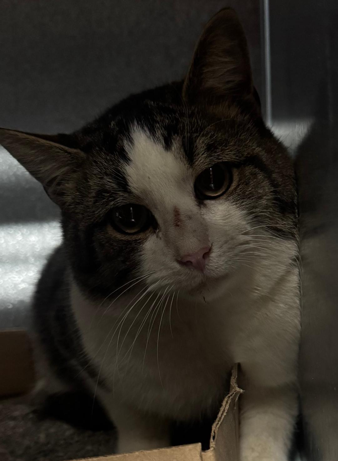 Enlarge Marty McFly, a ADOPTABLE Domestic Short Hair in Mount Vernon, OH image 1/1