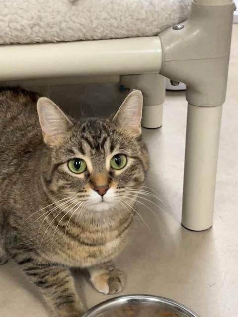 Judy-SPONSORED ADOPTION-FREE WITH APPROVED ADOPTION APPLICATION, ADOPTABLE, Adult Female Domestic Short Hair.