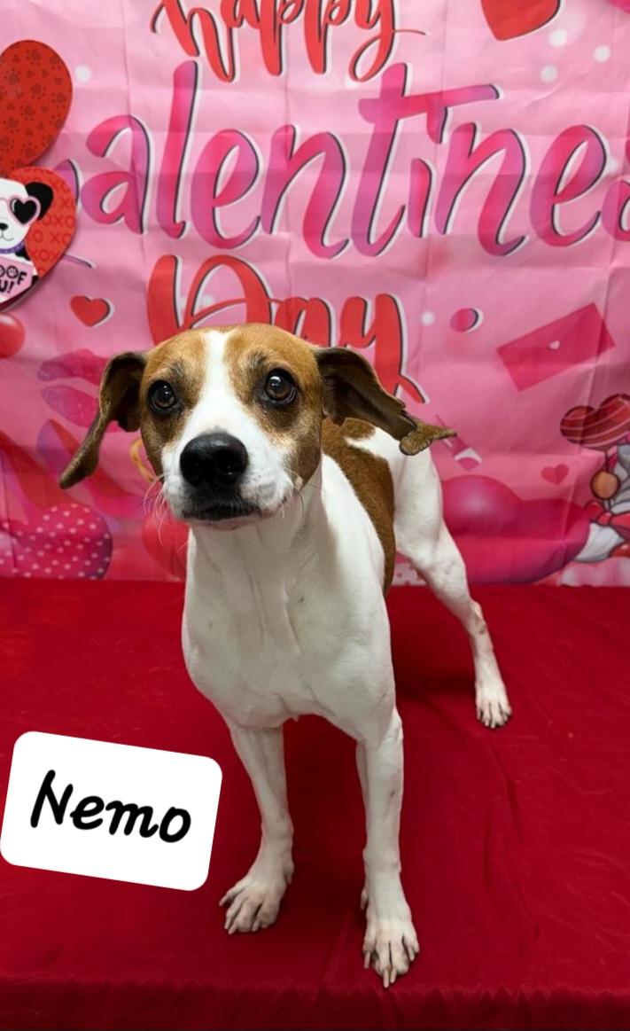 Nemo, an adopted mixed breed in Urbana, OH image 1/2