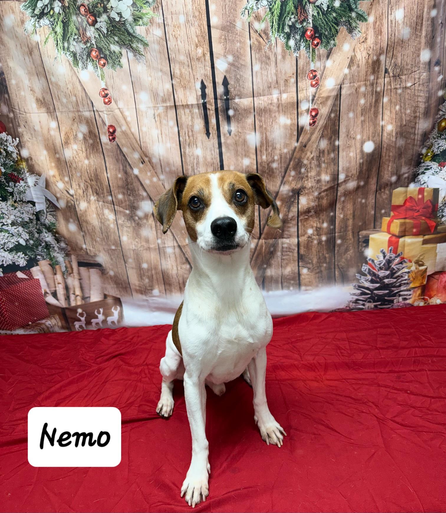 Enlarge Nemo, a ADOPTABLE mixed breed in Urbana, OH image 1/1