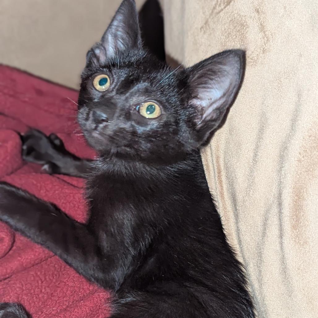 Enlarge Barnabas, a Adoptable mixed breed in Tylertown, MS image 1/2